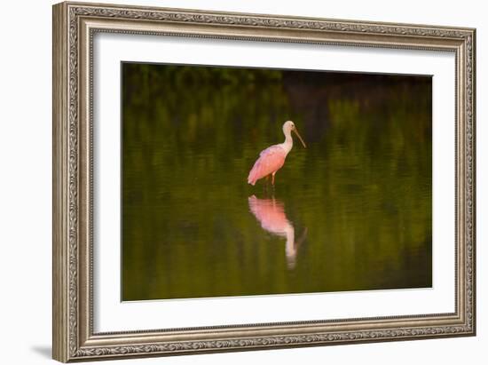 USA, Florida, Sarasota, Myakka River State Park, Wading Roseate Spoonbill-Bernard Friel-Framed Photographic Print