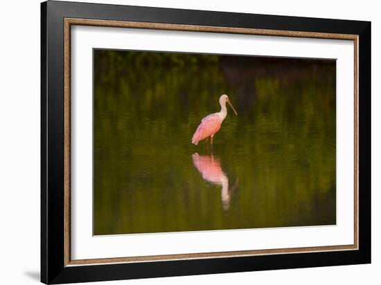 USA, Florida, Sarasota, Myakka River State Park, Wading Roseate Spoonbill-Bernard Friel-Framed Photographic Print