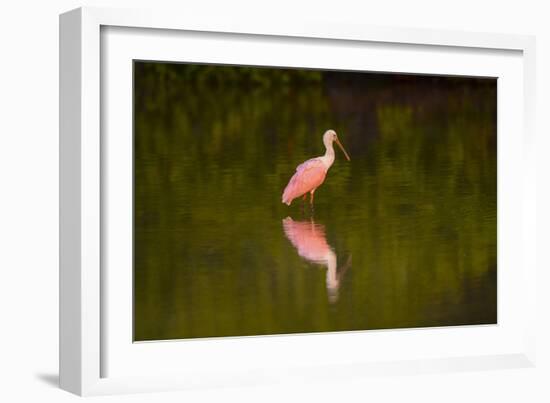 USA, Florida, Sarasota, Myakka River State Park, Wading Roseate Spoonbill-Bernard Friel-Framed Photographic Print