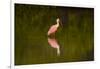 USA, Florida, Sarasota, Myakka River State Park, Wading Roseate Spoonbill-Bernard Friel-Framed Photographic Print