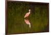 USA, Florida, Sarasota, Myakka River State Park, Wading Roseate Spoonbill-Bernard Friel-Framed Photographic Print