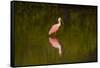 USA, Florida, Sarasota, Myakka River State Park, Wading Roseate Spoonbill-Bernard Friel-Framed Stretched Canvas