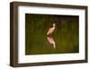 USA, Florida, Sarasota, Myakka River State Park, Wading Roseate Spoonbill-Bernard Friel-Framed Photographic Print