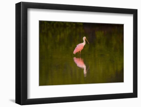 USA, Florida, Sarasota, Myakka River State Park, Wading Roseate Spoonbill-Bernard Friel-Framed Photographic Print