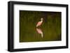 USA, Florida, Sarasota, Myakka River State Park, Wading Roseate Spoonbill-Bernard Friel-Framed Photographic Print