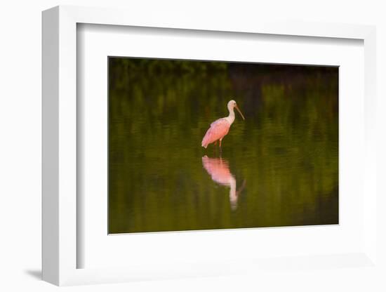 USA, Florida, Sarasota, Myakka River State Park, Wading Roseate Spoonbill-Bernard Friel-Framed Photographic Print