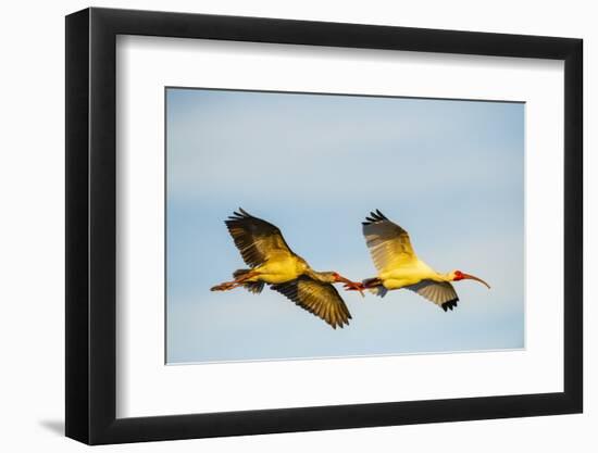 USA, Florida, Sarasota, Myakka River State Park, White Ibis flying-Bernard Friel-Framed Photographic Print