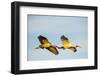 USA, Florida, Sarasota, Myakka River State Park, White Ibis flying-Bernard Friel-Framed Photographic Print