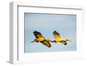 USA, Florida, Sarasota, Myakka River State Park, White Ibis flying-Bernard Friel-Framed Photographic Print