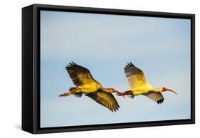 USA, Florida, Sarasota, Myakka River State Park, White Ibis flying-Bernard Friel-Framed Stretched Canvas