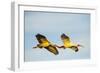 USA, Florida, Sarasota, Myakka River State Park, White Ibis flying-Bernard Friel-Framed Photographic Print