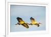 USA, Florida, Sarasota, Myakka River State Park, White Ibis flying-Bernard Friel-Framed Photographic Print