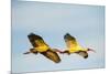 USA, Florida, Sarasota, Myakka River State Park, White Ibis flying-Bernard Friel-Mounted Photographic Print