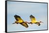 USA, Florida, Sarasota, Myakka River State Park, White Ibis flying-Bernard Friel-Framed Stretched Canvas
