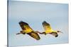 USA, Florida, Sarasota, Myakka River State Park, White Ibis flying-Bernard Friel-Stretched Canvas