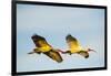 USA, Florida, Sarasota, Myakka River State Park, White Ibis flying-Bernard Friel-Framed Photographic Print
