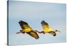 USA, Florida, Sarasota, Myakka River State Park, White Ibis flying-Bernard Friel-Stretched Canvas