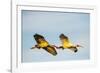 USA, Florida, Sarasota, Myakka River State Park, White Ibis flying-Bernard Friel-Framed Photographic Print