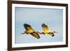 USA, Florida, Sarasota, Myakka River State Park, White Ibis flying-Bernard Friel-Framed Photographic Print