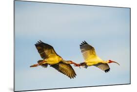 USA, Florida, Sarasota, Myakka River State Park, White Ibis flying-Bernard Friel-Mounted Photographic Print
