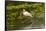 USA, Florida, Sarasota, Myakka River State Park, White Ibis-Bernard Friel-Framed Stretched Canvas