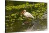 USA, Florida, Sarasota, Myakka River State Park, White Ibis-Bernard Friel-Stretched Canvas