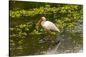 USA, Florida, Sarasota, Myakka River State Park, White Ibis-Bernard Friel-Stretched Canvas