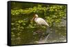 USA, Florida, Sarasota, Myakka River State Park, White Ibis-Bernard Friel-Framed Stretched Canvas