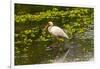 USA, Florida, Sarasota, Myakka River State Park, White Ibis-Bernard Friel-Framed Photographic Print