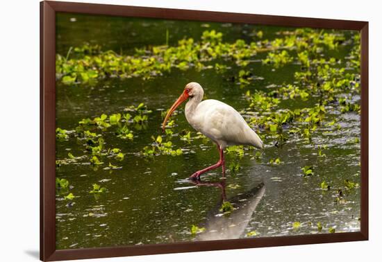 USA, Florida, Sarasota, Myakka River State Park, White Ibis-Bernard Friel-Framed Photographic Print