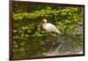 USA, Florida, Sarasota, Myakka River State Park, White Ibis-Bernard Friel-Framed Photographic Print