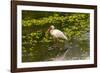 USA, Florida, Sarasota, Myakka River State Park, White Ibis-Bernard Friel-Framed Photographic Print