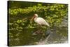 USA, Florida, Sarasota, Myakka River State Park, White Ibis-Bernard Friel-Stretched Canvas