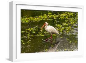 USA, Florida, Sarasota, Myakka River State Park, White Ibis-Bernard Friel-Framed Photographic Print