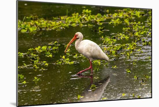 USA, Florida, Sarasota, Myakka River State Park, White Ibis-Bernard Friel-Mounted Photographic Print