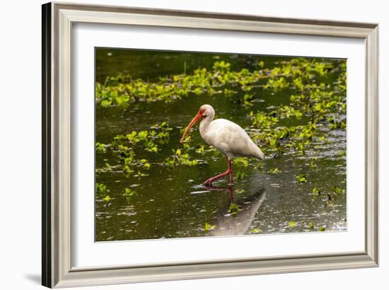 USA, Florida, Sarasota, Myakka River State Park, White Ibis-Bernard Friel-Framed Photographic Print