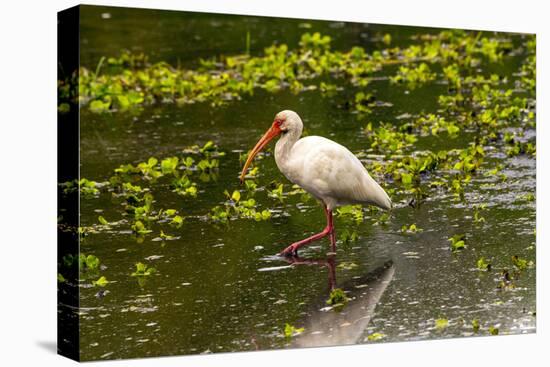 USA, Florida, Sarasota, Myakka River State Park, White Ibis-Bernard Friel-Stretched Canvas