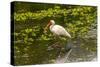 USA, Florida, Sarasota, Myakka River State Park, White Ibis-Bernard Friel-Stretched Canvas