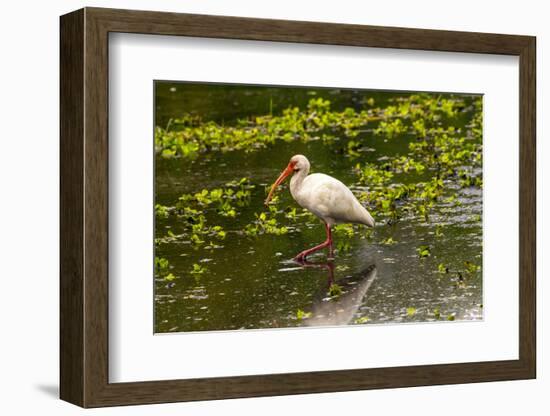 USA, Florida, Sarasota, Myakka River State Park, White Ibis-Bernard Friel-Framed Photographic Print