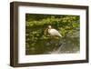 USA, Florida, Sarasota, Myakka River State Park, White Ibis-Bernard Friel-Framed Photographic Print