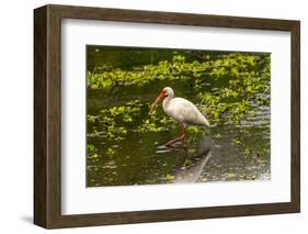 USA, Florida, Sarasota, Myakka River State Park, White Ibis-Bernard Friel-Framed Photographic Print