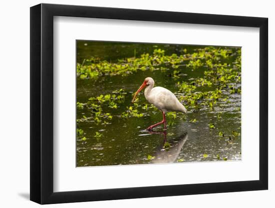 USA, Florida, Sarasota, Myakka River State Park, White Ibis-Bernard Friel-Framed Photographic Print