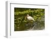 USA, Florida, Sarasota, Myakka River State Park, White Ibis-Bernard Friel-Framed Photographic Print