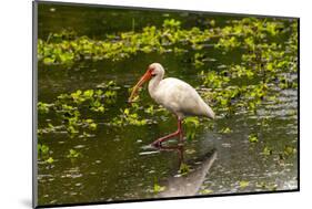 USA, Florida, Sarasota, Myakka River State Park, White Ibis-Bernard Friel-Mounted Photographic Print