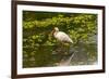 USA, Florida, Sarasota, Myakka River State Park, White Ibis-Bernard Friel-Framed Photographic Print
