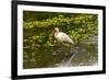 USA, Florida, Sarasota, Myakka River State Park, White Ibis-Bernard Friel-Framed Photographic Print