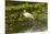 USA, Florida, Sarasota, Myakka River State Park, White Ibis-Bernard Friel-Mounted Photographic Print