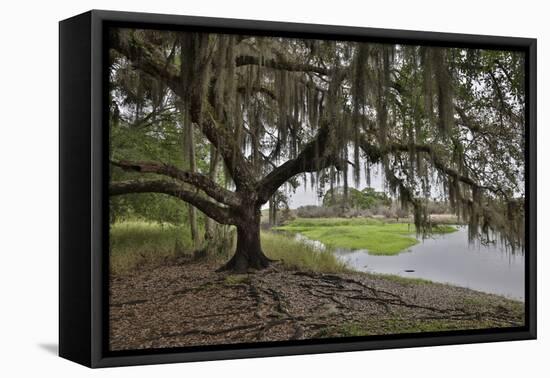 USA, Florida, Sarasota, Myakka River State Park-Hollice Looney-Framed Stretched Canvas