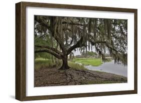 USA, Florida, Sarasota, Myakka River State Park-Hollice Looney-Framed Photographic Print