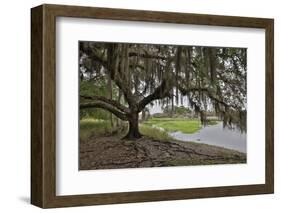 USA, Florida, Sarasota, Myakka River State Park-Hollice Looney-Framed Photographic Print